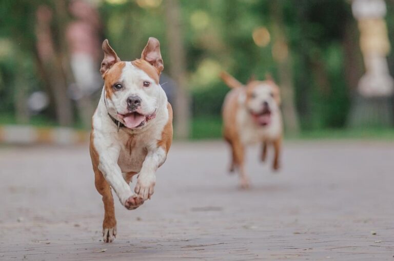 Dogs of the Dow 2025: definizione, elenco titoli, conviene investirci?