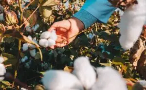 Cosa influenza il prezzo del cotone